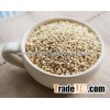 QUINOA ROYAL