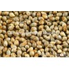 Machine Clean Green Millet For Human Consumption