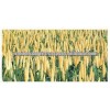 Fresh green millet/Bajra