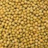 Sample Of Soya Beans