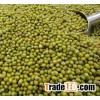Quality Green Mung Beans