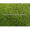 High Quality Green Mung Beans for Sell