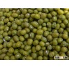 Moong bean/ Mung bean/ Green gram