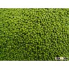 Green Mung Beans