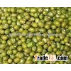 Competitive Price Vigna bean Fresh Green Bean for Sale
