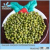 High qualtiy, Green Mung Bean for sprouting,best price..