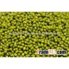 Fresh Delicious Green Mung Bean