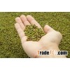 Green Mung Beans,2016 agricultural crop