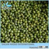 High qualtiy, Green Mung Bean for sprouting,2012 crop.