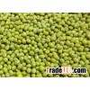 Green Mung Beans Market Price, Whole Beans