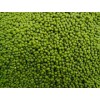 Good quality Green and black Mung Bean, grade AAA