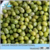 Green Mung Beans / Green Gram (Vigna radiata).