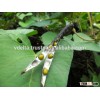 High quality of Green mung bean (skype: jenny.phan3011)