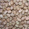 Dried Broad Beans/Fava Beans