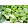 Broad Beans