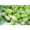 Dried Broad Beans/Fava Beans Available Now