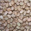 dry broad beans