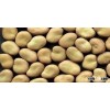 Dried broad beans bulk dry fava beans