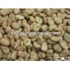 Broad Bean HPS 70-80
