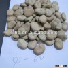 2014 Broad Beans / Fava Beans