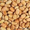 Faba Bean For Sale