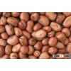 high quality dry Broad Bean fava bean faba bean