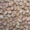 High quality Broad Beans ready