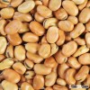 Good Food Faba Beans For Sale