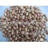 LSKB round shape Xinjiang Origin