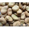 Ready for Market Faba Beans For Sale
