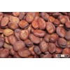 Dry broad beans fava beans