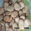 New crop dry Broad Bean export