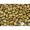 New crop dry Broad Bean export