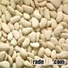 Butter Bean