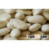 Quality Class 1 Butter Beans
