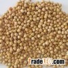 chickpeas suppliers,chick pea exporters