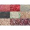 New crop white / red / black kidney beans Thailand