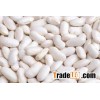 white kidney bean