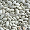 White Kidney Beans HIGH QUALITY