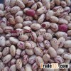 Light Speckled Kidney Beans,American Round
