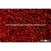 Dark Red Kidney Bean 2016 crop size:200-220pcs/100g Best Price.