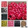 Black and Red Kidney Beans For Sale