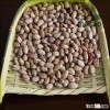 sugar beans in south africa/price for sugar beans/light speckled sugar beans/LSKB
