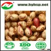Kidney Beans