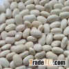 white kidney bean white kidney bean HIGH GRADE Grade A for sale