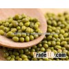 Green Mung Beans high quality green mung beans 3.0mm/3.2mm/3.5mm/4.0mm Grade A for sale