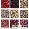 Red Speckled Kidney Beans big and small size high quality for sale now in stock