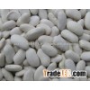 White Kidney Beans big and small size high quality Grade A for sale