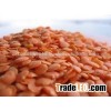 red lentils for whole sale 2015