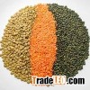 High Quality Lentiles/Red Lentiles/Green lentiles VERY HIGH GRADE Hot Sales High quality